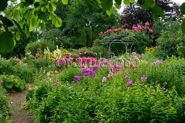 558014 - Staudenphlox (Phlox paniculata) und Rosen (Rosa) vor einem Gartenpavillon