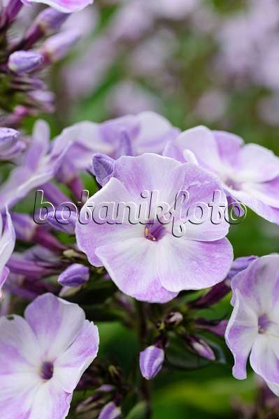 474010 - Staudenphlox (Phlox paniculata 'Violetta Gloriosa')