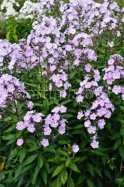 474012 - Staudenphlox (Phlox paniculata 'Violetta Gloriosa')