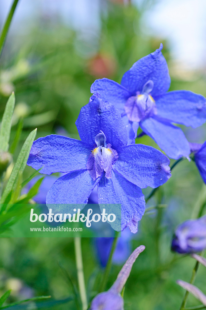 473228 - Staudenrittersporn (Delphinium x cultorum 'Blue Springs')