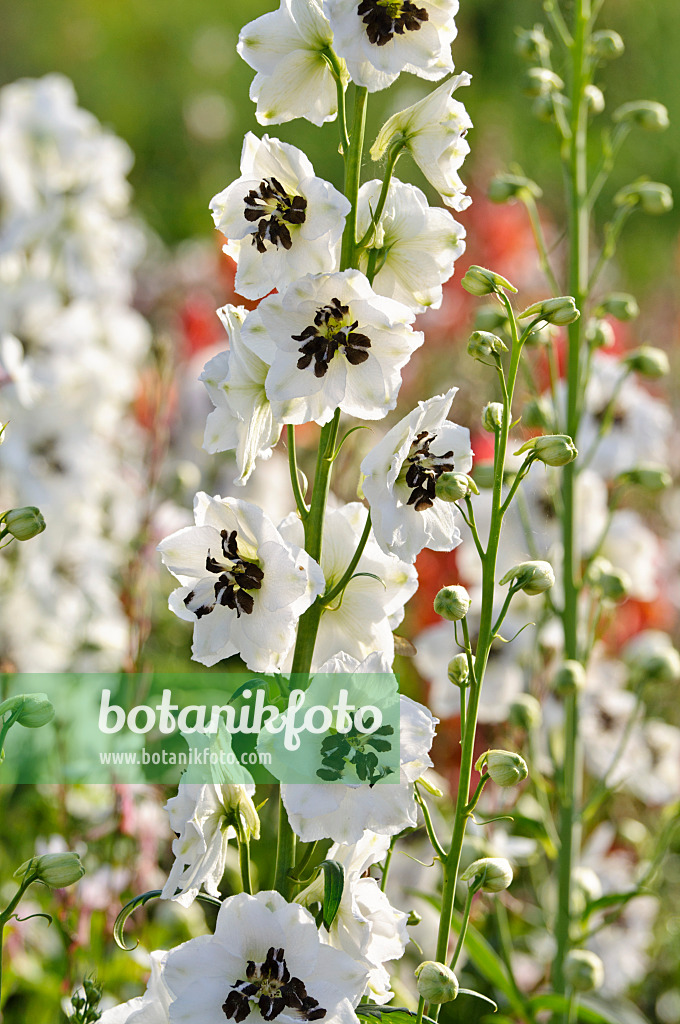 474498 - Staudenrittersporn (Delphinium x cultorum 'Magic Fountains White')