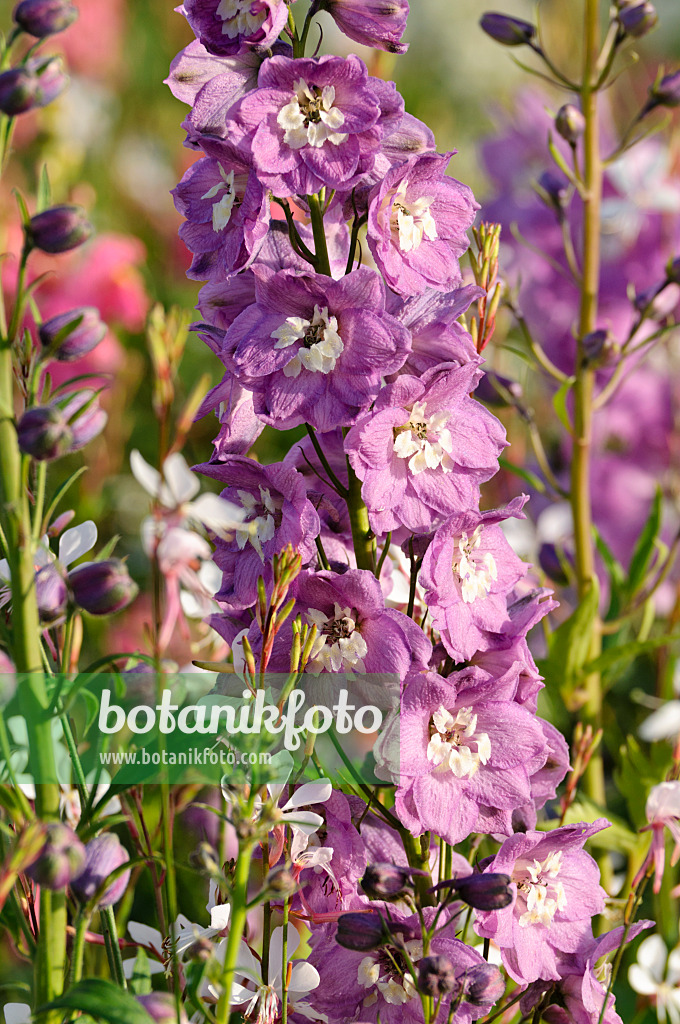 474500 - Staudenrittersporn (Delphinium x cultorum 'Magic Fountains Lilac Pink')