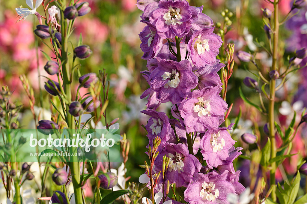 474501 - Staudenrittersporn (Delphinium x cultorum 'Magic Fountains Lilac Pink')