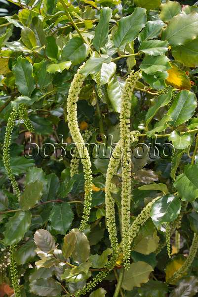 573007 - Stechpalmenblättrige Rosmarinweide (Itea ilicifolia)