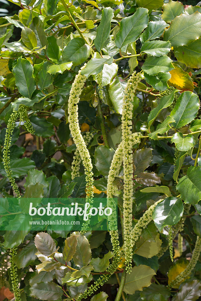 573007 - Stechpalmenblättrige Rosmarinweide (Itea ilicifolia)