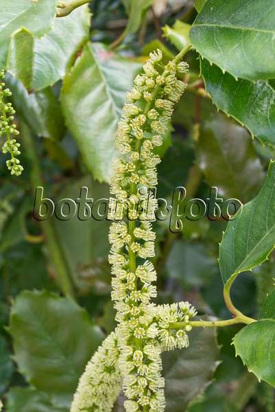 573008 - Stechpalmenblättrige Rosmarinweide (Itea ilicifolia)
