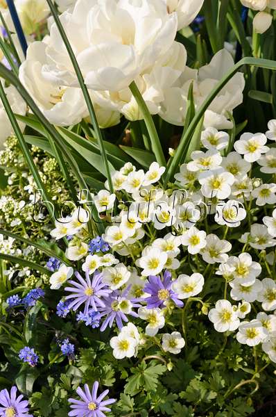 519091 - Steinbrech (Saxifraga), Balkan-Windröschen (Anemone blanda) und Tulpen (Tulipa)