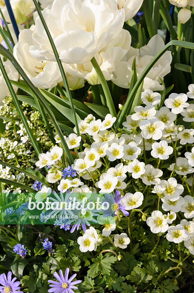 519091 - Steinbrech (Saxifraga), Balkan-Windröschen (Anemone blanda) und Tulpen (Tulipa)