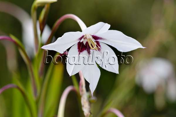 524166 - Sterngladiole (Gladiolus callianthus var. murielae)