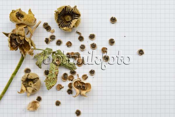 559107 - Stockrose (Alcea rosea) - Samenstand und Samen