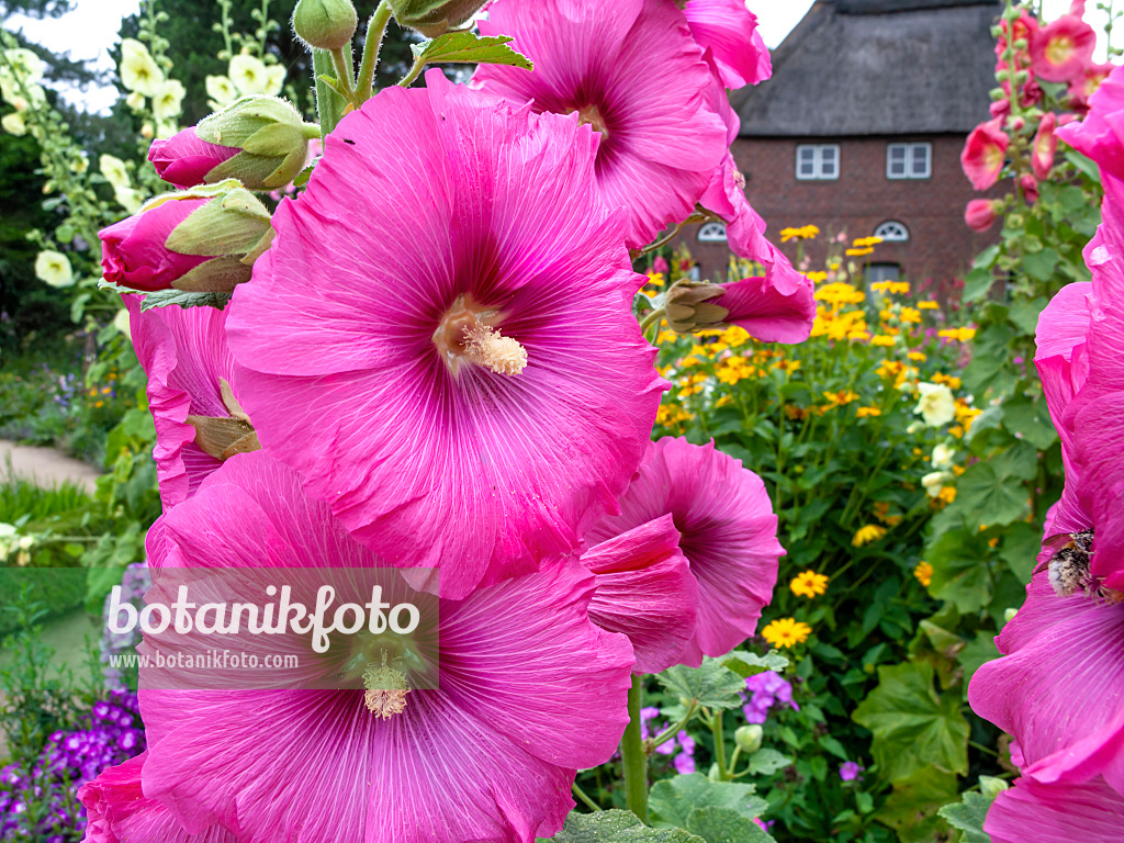 462142 - Stockrose (Alcea rosea)