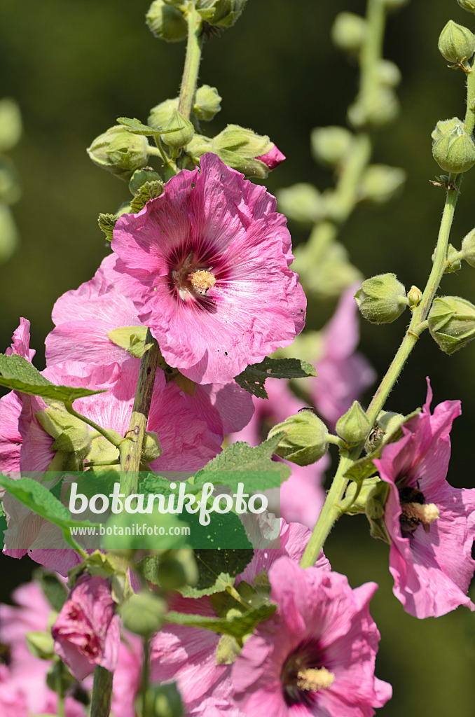 498039 - Stockrose (Alcea rosea)