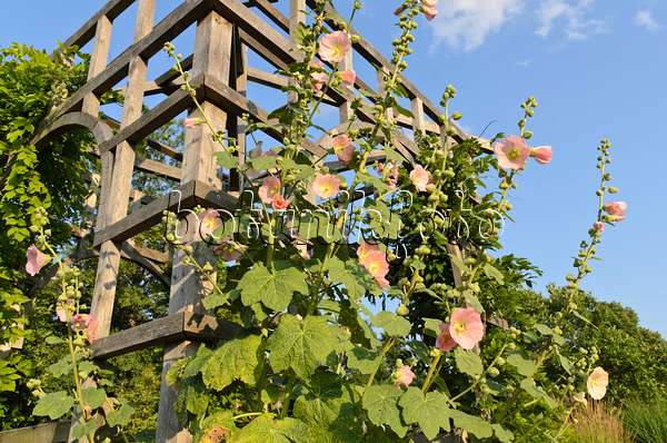 498140 - Stockrose (Alcea rosea) an einem Gartenpavillon