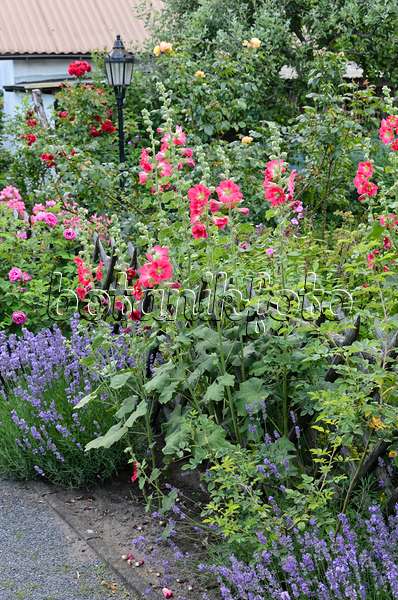534227 - Stockrose (Alcea rosea), Echter Lavendel (Lavandula angustifolia) und Rosen (Rosa)
