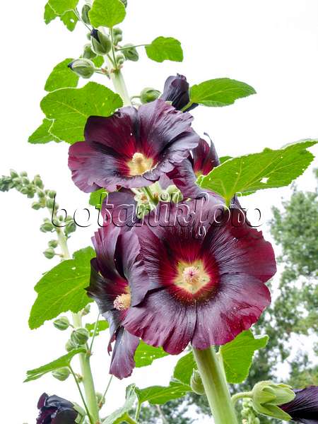 427009 - Stockrose (Alcea rosea var. nigra)