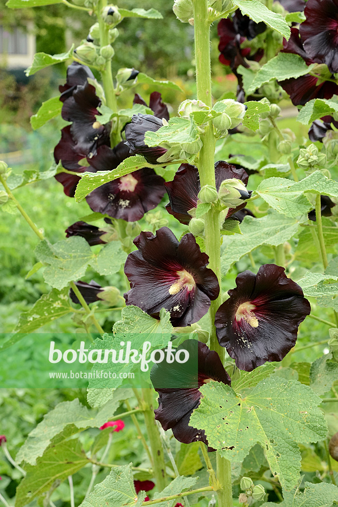 558273 - Stockrose (Alcea rosea var. nigra)