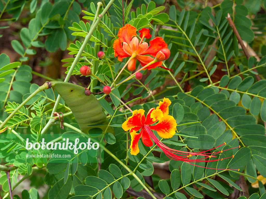 411230 - Stolz von Barbados (Caesalpinia pulcherrima)