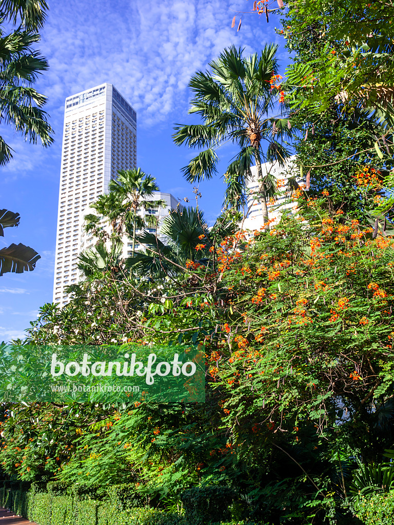 434102 - Stolz von Barbados (Caesalpinia pulcherrima), Singapur