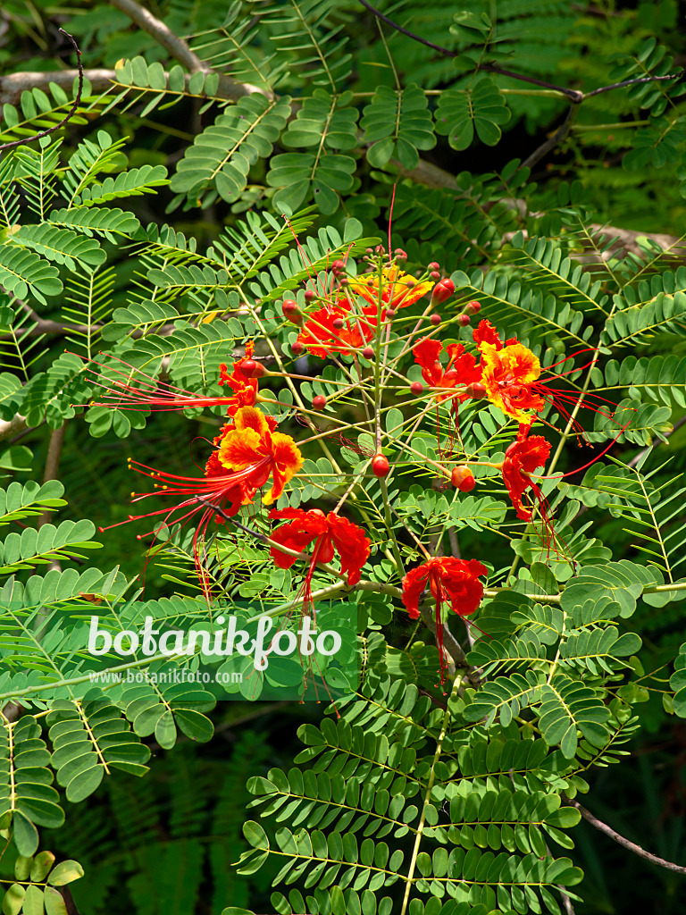 434231 - Stolz von Barbados (Caesalpinia pulcherrima)