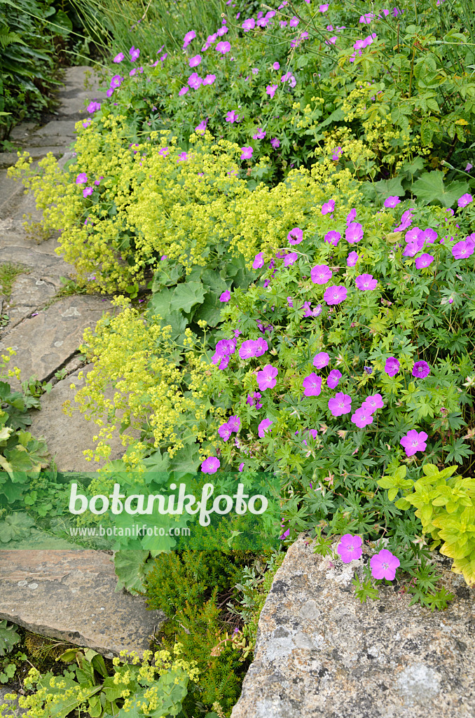 521347 - Storchschnabel (Geranium) und Frauenmantel (Alchemilla)