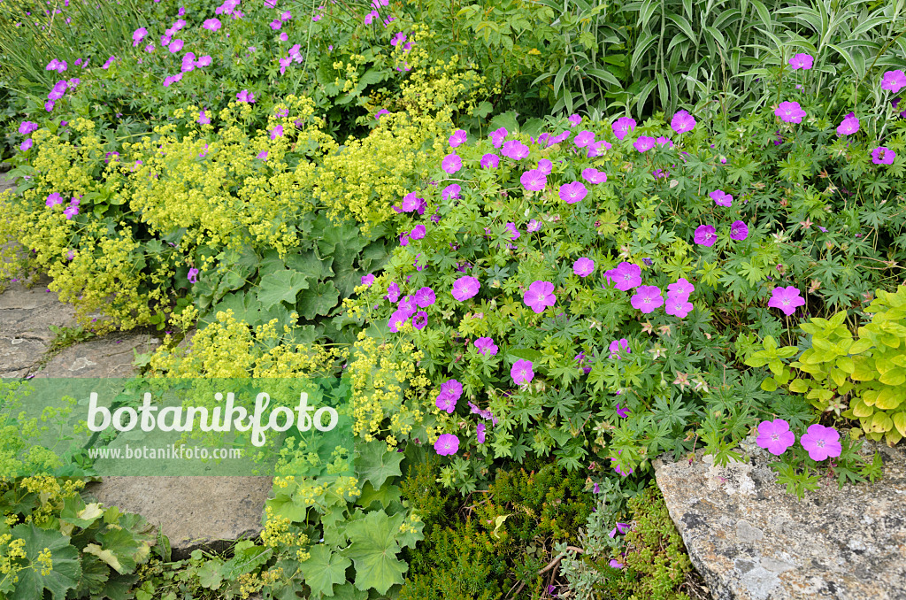 521348 - Storchschnabel (Geranium) und Frauenmantel (Alchemilla)