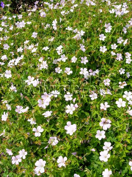426108 - Storchschnabel (Geranium x oxonianum 'Rebecca Moss')