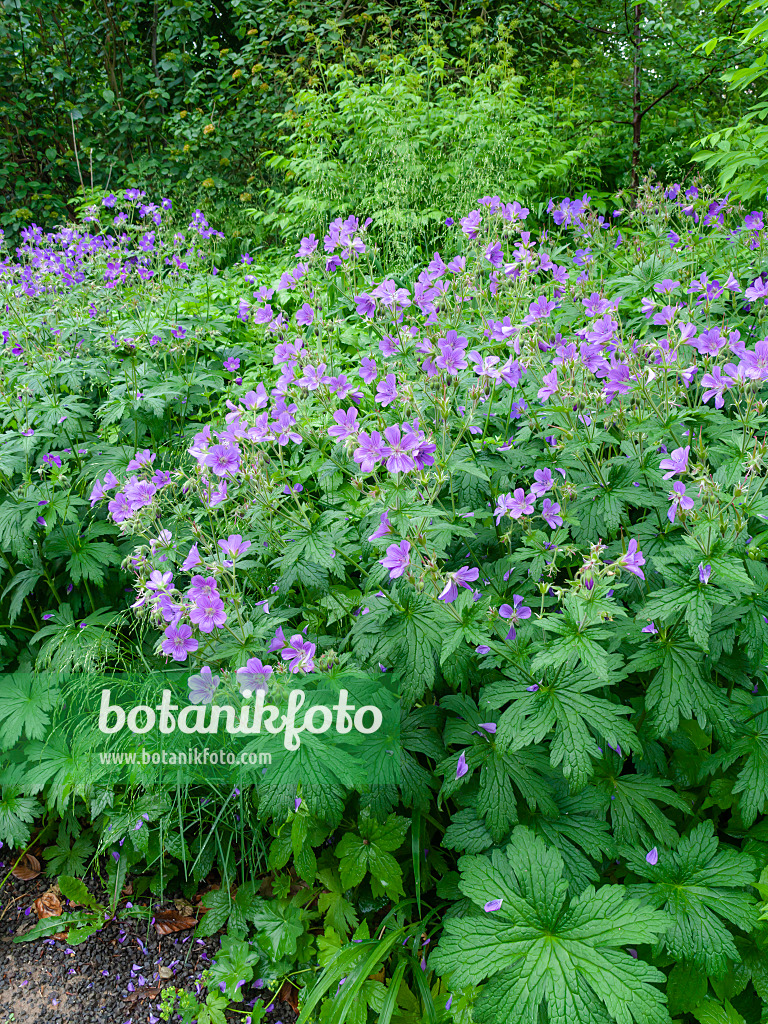 460103 - Storchschnabel (Geranium spec.)