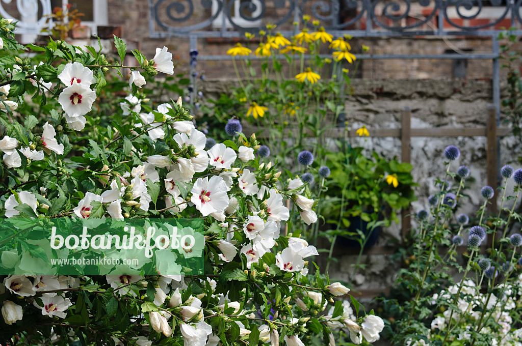 474350 - Straucheibisch (Hibiscus syriacus)