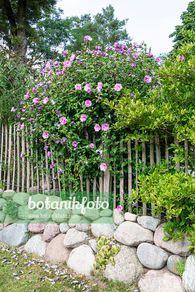 625087 - Straucheibisch (Hibiscus syriacus) an einem Staketenzaun