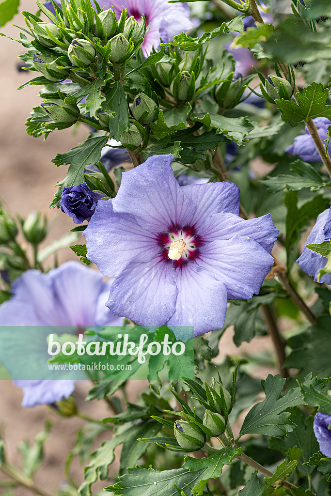 607080 - Straucheibisch (Hibiscus syriacus 'Azurri')