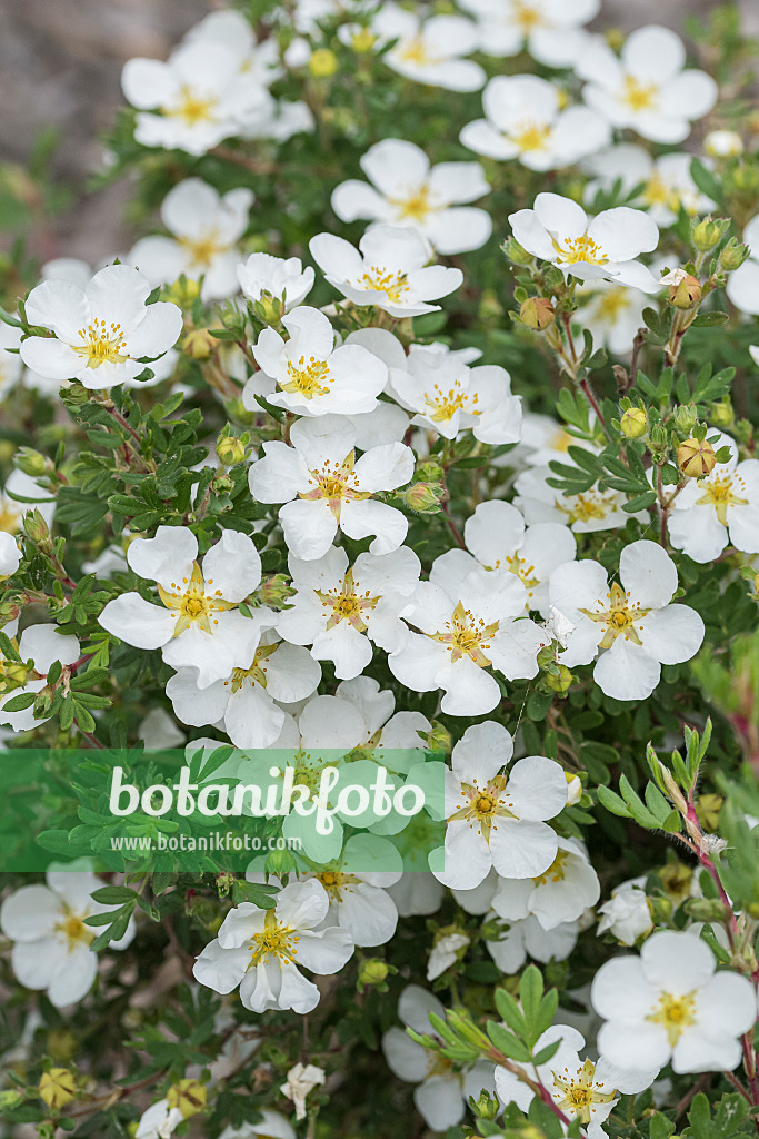 638200 - Strauchfingerkraut (Potentilla fruticosa 'Abbotswood')