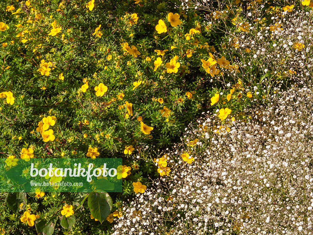 415020 - Strauchfingerkraut (Potentilla fruticosa 'Farreri') und Schleierkraut (Gypsophila)