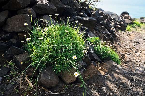 397075 - Strauchmargerite (Argyranthemum frutescens), Naturschutzgebiet Tamadaba, Gran Canaria, Spanien