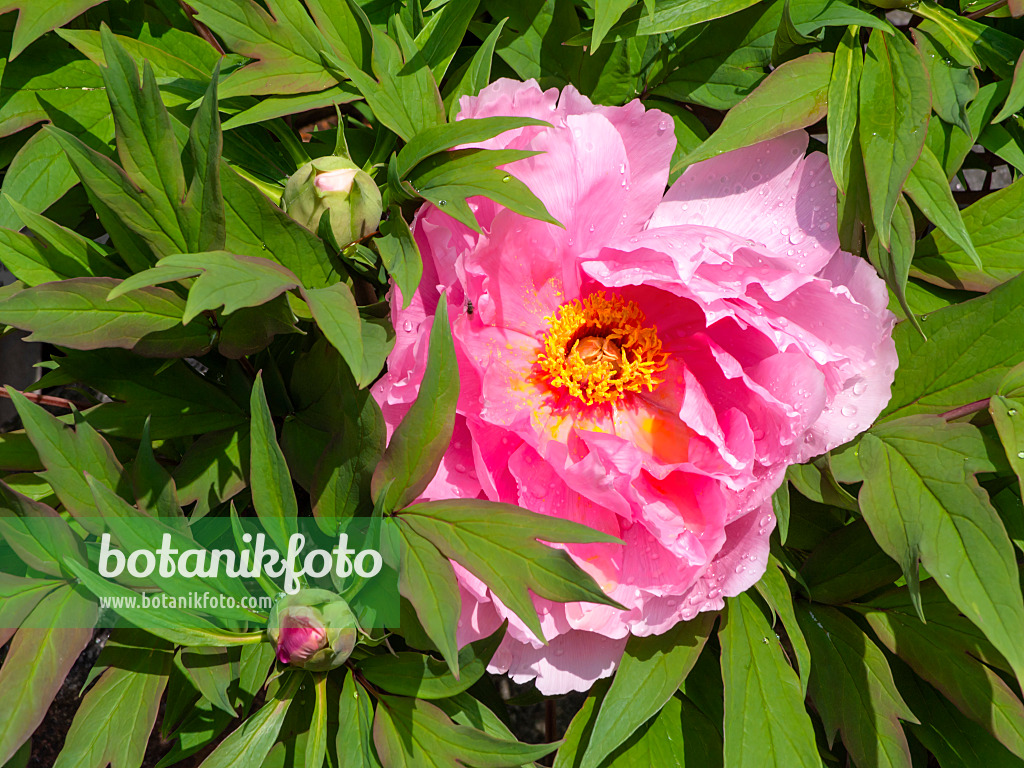 437415 - Strauchpfingstrose (Paeonia suffruticosa)