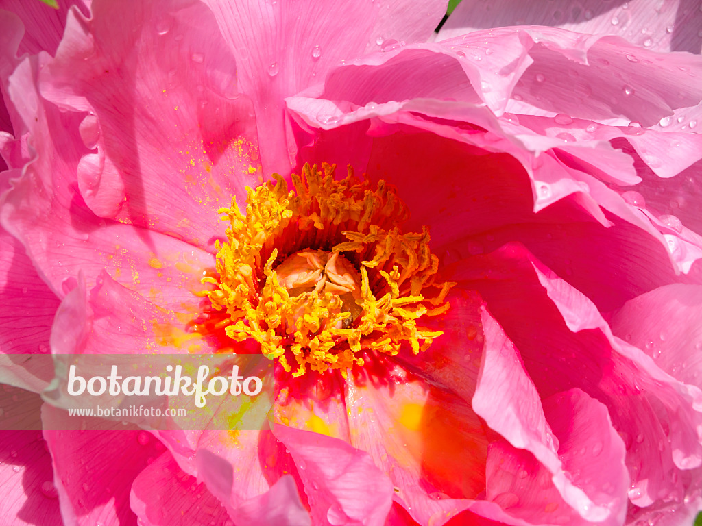 437416 - Strauchpfingstrose (Paeonia suffruticosa)