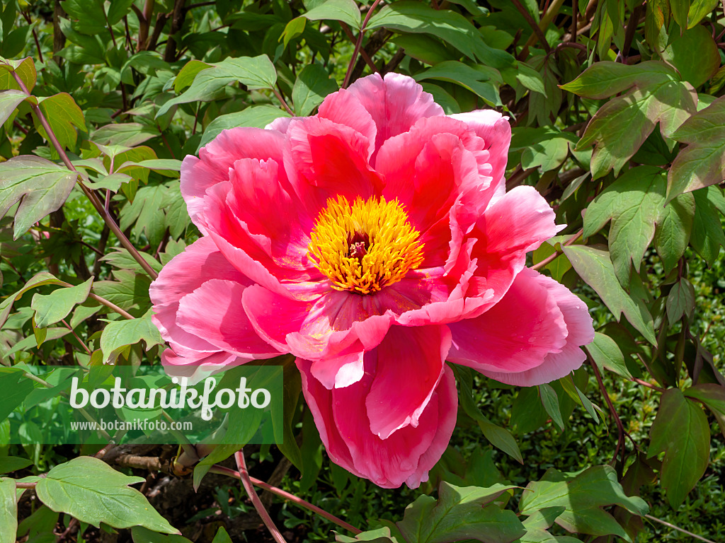 437437 - Strauchpfingstrose (Paeonia suffruticosa 'Shichifukujin')