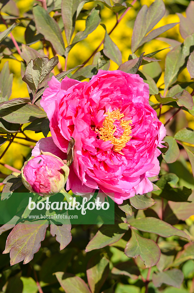 556028 - Strauchpfingstrose (Paeonia suffruticosa 'Beauté de Twickel')