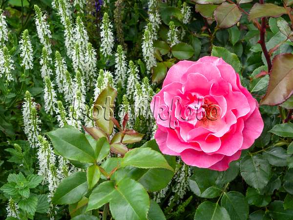 426198 - Strauchrose (Rosa Romanze) und Steppensalbei (Salvia nemorosa)