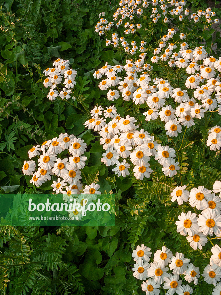 402020 - Straußblütige Wucherblume (Tanacetum corymbosum)