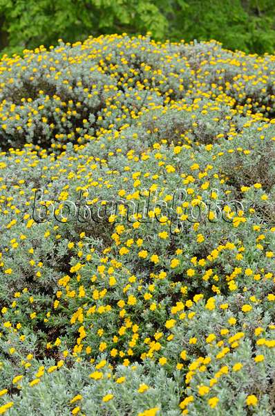 533557 - Strohblume (Helichrysum splendidum)