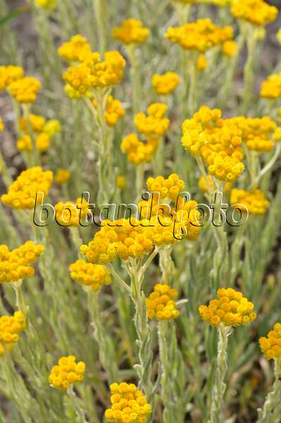 485190 - Strohblume (Helichrysum thianschanicum 'Schwefellicht')