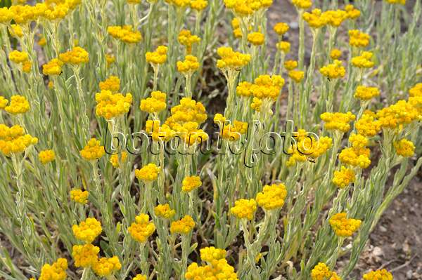 485191 - Strohblume (Helichrysum thianschanicum 'Schwefellicht')