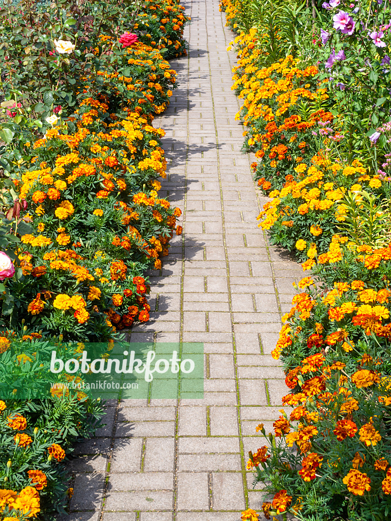 490002 - Studentenblumen (Tagetes)