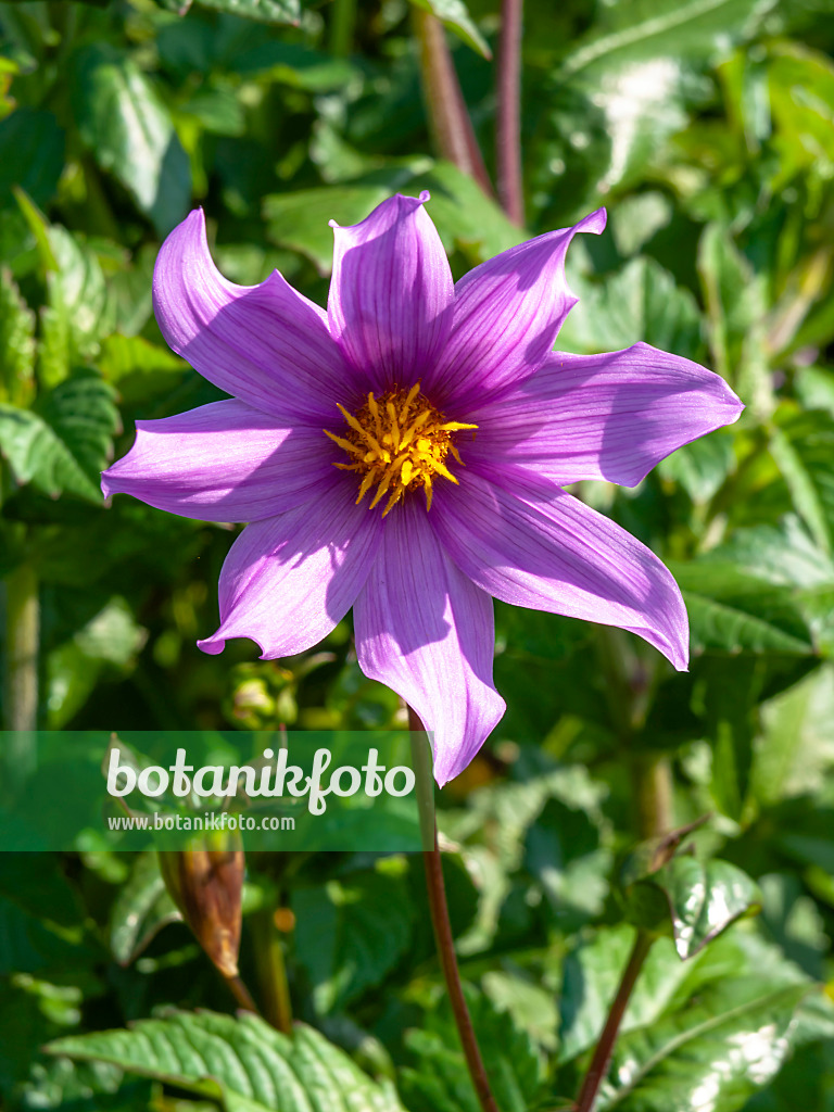 441169 - Südliche Dahlie (Dahlia australis)