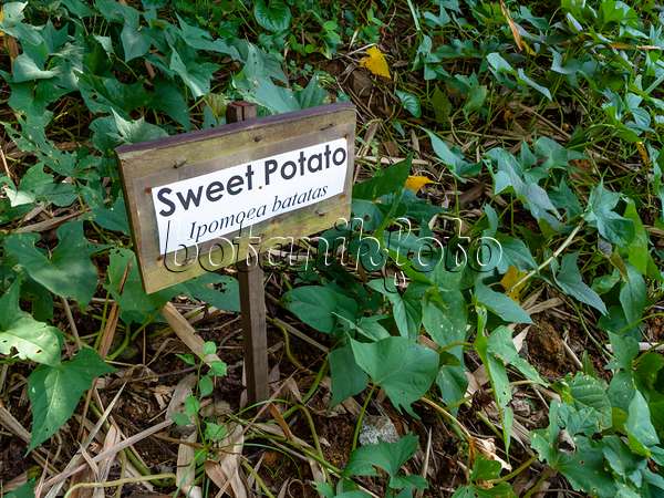434184 - Süßkartoffel (Ipomoea batatas)
