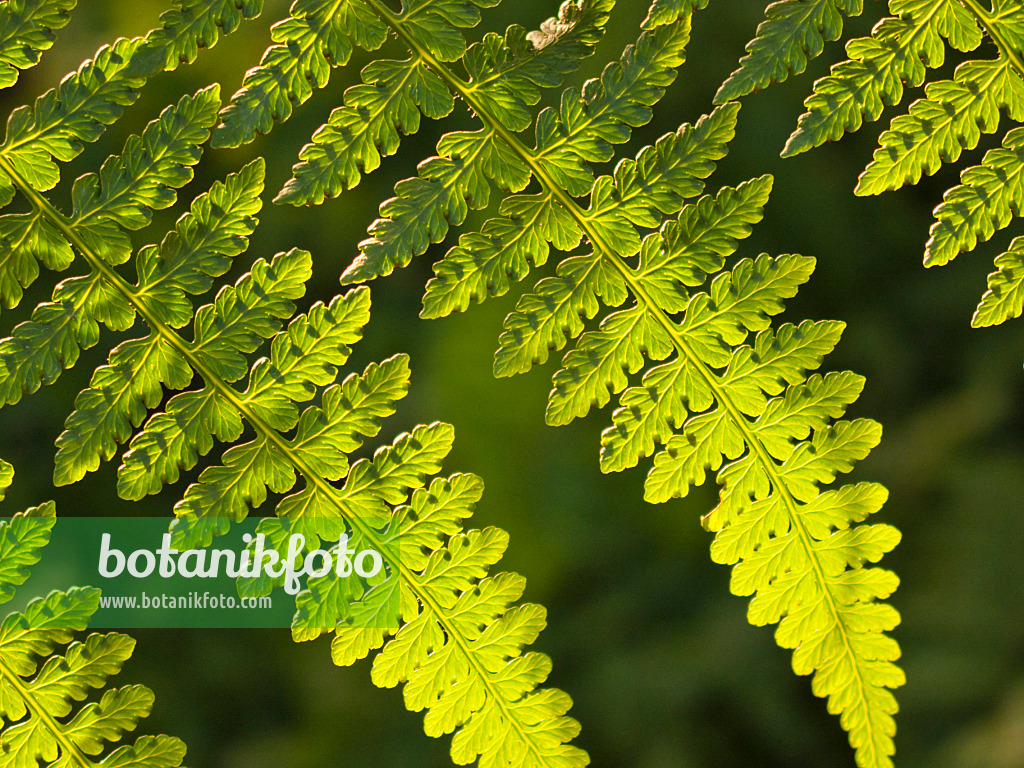 419008 - Sumpffarn (Thelypteris) in verschiedenen Grüntönen im Sonnenlicht