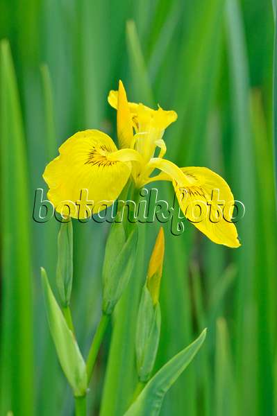 472301 - Sumpfschwertlilie (Iris pseudacorus)