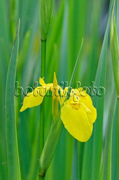 472302 - Sumpfschwertlilie (Iris pseudacorus)