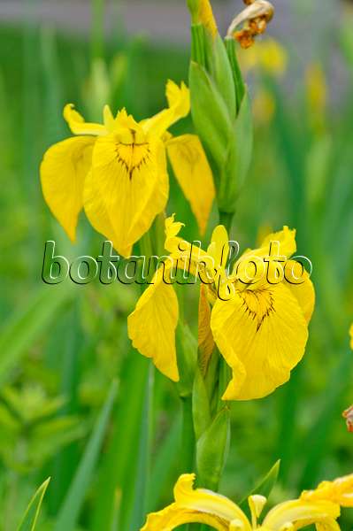 472309 - Sumpfschwertlilie (Iris pseudacorus)