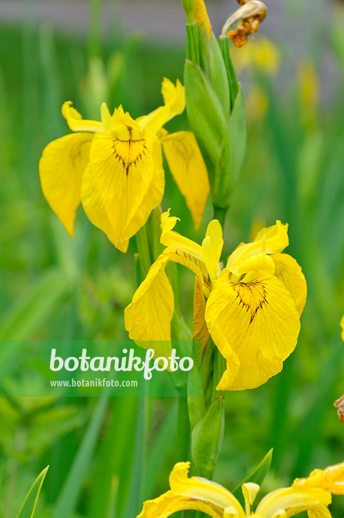 472309 - Sumpfschwertlilie (Iris pseudacorus)